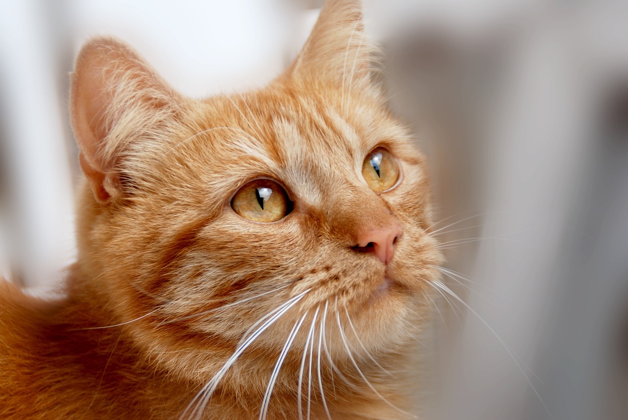 The Best Cat Breeds for Seniors - Companionship and Ease